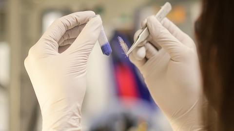 lab